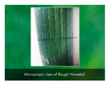 BioHair Capsules / 60 Capsules (Vegetarian)
