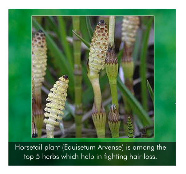 RIGHT_HORSETAIL_PLANT_EQUISETUM_ARVENSE_IS_AMONG_THE__1